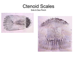 Ctenoid Scales
   Sole & Sea Perch
 