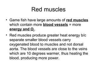 Red muscles
• Game fish have large amounts of red muscles
  which contain more blood vessels = more
  energy and O2.
• Red muscles produce greater heat energy b/c
  separate smaller blood vessels carry
  oxygenated blood to muscles and not dorsal
  aorta. The blood vessels are close to the veins
  which are 10 degrees warmer, thus heating the
  blood, producing more power.
 