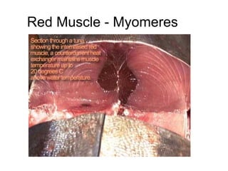 Red Muscle - Myomeres
 