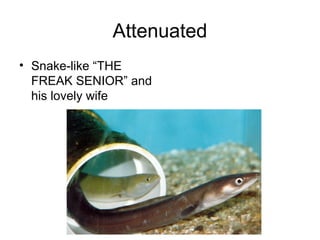 Attenuated
• Snake-like “THE
  FREAK SENIOR” and
  his lovely wife
 