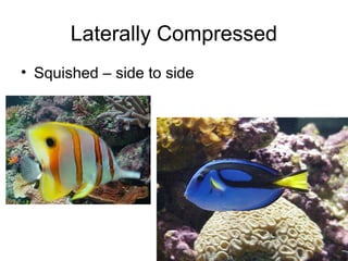 Laterally Compressed
• Squished – side to side
 