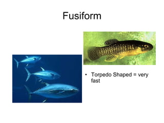 Fusiform




    • Torpedo Shaped = very
      fast
 