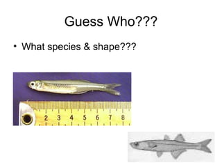 Guess Who???
• What species & shape???
 