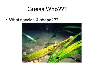 Guess Who???
• What species & shape???
 