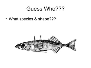 Guess Who???
• What species & shape???
 