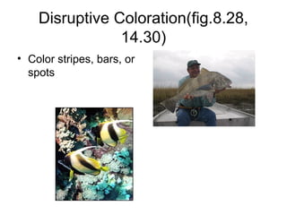 Disruptive Coloration(fig.8.28,
                14.30)
• Color stripes, bars, or
  spots
 