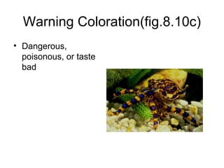 Warning Coloration(fig.8.10c)
• Dangerous,
  poisonous, or taste
  bad
 