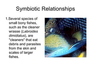 Symbiotic Relationships
1.Several species of
  small bony fishes,
  such as the cleaner
  wrasse (Labroides
  dimidiatus), are
  "cleaners" that eat
  debris and parasites
  from the skin and
  scales of larger
  fishes.
 