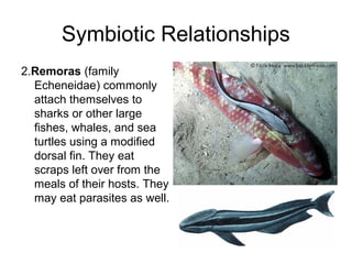 Symbiotic Relationships
2.Remoras (family
  Echeneidae) commonly
  attach themselves to
  sharks or other large
  fishes, whales, and sea
  turtles using a modified
  dorsal fin. They eat
  scraps left over from the
  meals of their hosts. They
  may eat parasites as well.
 
