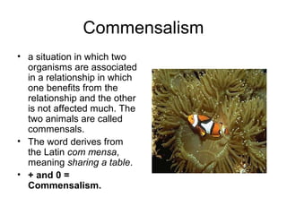Commensalism
• a situation in which two
  organisms are associated
  in a relationship in which
  one benefits from the
  relationship and the other
  is not affected much. The
  two animals are called
  commensals.
• The word derives from
  the Latin com mensa,
  meaning sharing a table.
• + and 0 =
  Commensalism.
 