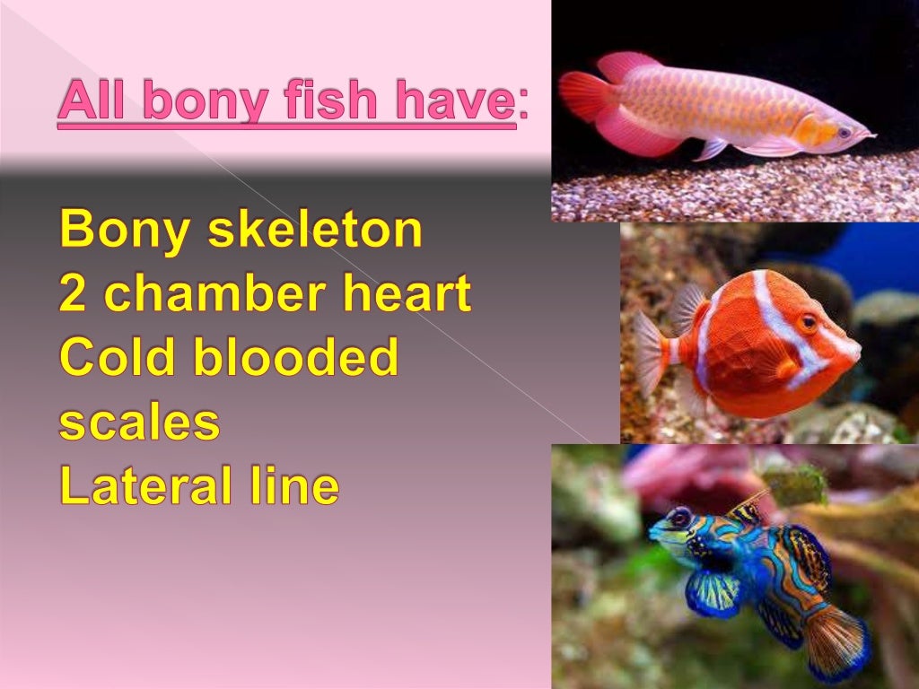 Bony Fish