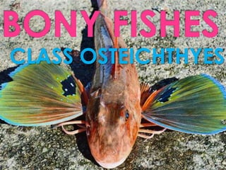 Class Osteichthyes (Bony Fishes)
