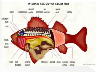 Class Osteichthyes (Bony Fishes)