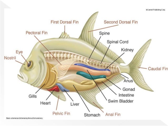 Class Osteichthyes (Bony Fishes)