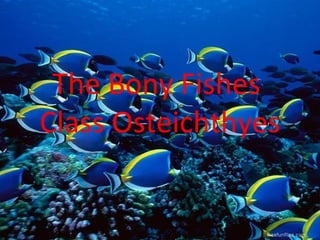 The Bony Fishes
Class Osteichthyes
 