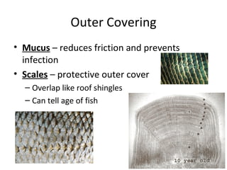Outer Covering
• Mucus – reduces friction and prevents
  infection
• Scales – protective outer cover
  – Overlap like roof shingles
  – Can tell age of fish
 