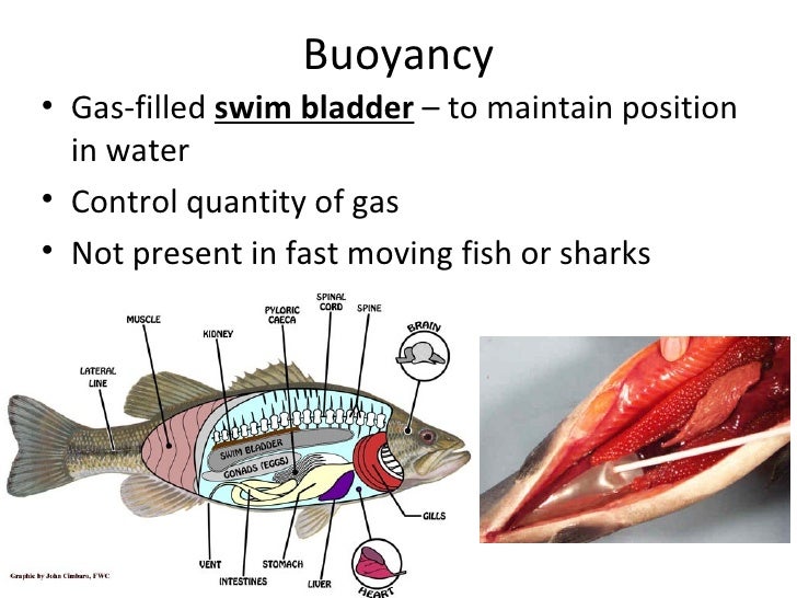 Bony fish powerpoint