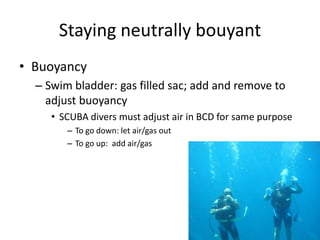 Staying neutrally bouyant
• Buoyancy
  – Swim bladder: gas filled sac; add and remove to
    adjust buoyancy
     • SCUBA divers must adjust air in BCD for same purpose
        – To go down: let air/gas out
        – To go up: add air/gas
 