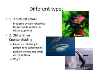 Different types
• 1. Structural colors
   – Produced by light reflecting
     from crystals located on
     chromatophores
• 2. Obliterative
  Countershading
   – Found on fish living in
     pelagic zone (open ocean)
   – Dark on the top and white
     on the bottom
   – Why?
 