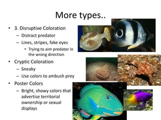More types..
• 3. Disruptive Coloration
   – Distract predator
   – Lines, stripes, fake eyes
       • Trying to aim predator in
         the wrong direction
• Cryptic Coloration
   – Sneaky
   – Use colors to ambush prey
• Poster Colors
   – Bright, showy colors that
     advertise territorial
     ownership or sexual
     displays
 
