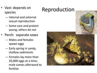 • Vast: depends on
  species
                              Reproduction
  – Internal and external
    sexual reproduction
  – Some care and protect
    young, others do not
• Perch: separate sexes
  – Males and females
    spawn eggs
  – Early spring in sandy,
    shallow sediments
  – Females lay more than
    20,000 eggs at a time;
    male comes afterward to
    fertilize
 
