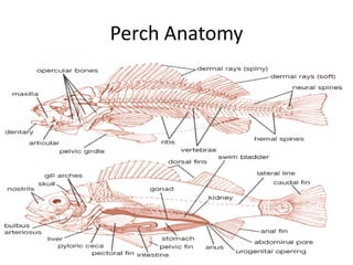 Perch Anatomy
 
