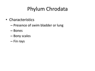 Phylum Chrodata
• Characteristics
  – Presence of swim bladder or lung
  – Bones
  – Bony scales
  – Fin rays
 