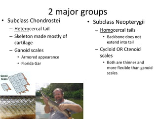 2 major groups
• Subclass Chondrostei        • Subclass Neopterygii
  – Heterocercal tail            – Homocercal tails
  – Skeleton made mostly of         • Backbone does not
    cartilage                         extend into tail
  – Ganoid scales                – Cycloid OR Ctenoid
     • Armored appearance          scales
     • Florida Gar                  • Both are thinner and
                                      more flexible than ganoid
                                      scales
 