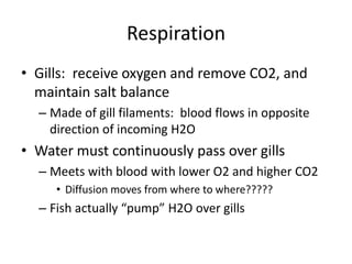 Respiration
• Gills: receive oxygen and remove CO2, and
  maintain salt balance
  – Made of gill filaments: blood flows in opposite
    direction of incoming H2O
• Water must continuously pass over gills
  – Meets with blood with lower O2 and higher CO2
     • Diffusion moves from where to where?????
  – Fish actually “pump” H2O over gills
 
