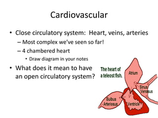 Cardiovascular
• Close circulatory system: Heart, veins, arteries
  – Most complex we’ve seen so far!
  – 4 chambered heart
     • Draw diagram in your notes
• What does it mean to have
  an open circulatory system?
 