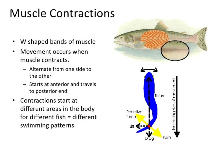 Bony fish powerpoint
