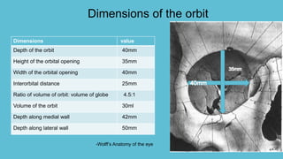 Dimensions of the orbit
Dimensions value
Depth of the orbit 40mm
Height of the orbital opening 35mm
Width of the orbital opening 40mm
Interorbital distance 25mm
Ratio of volume of orbit: volume of globe 4.5:1
Volume of the orbit 30ml
Depth along medial wall 42mm
Depth along lateral wall 50mm
-Wolff’s Anatomy of the eye
 