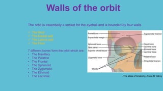 Walls of the orbit
The orbit is essentially a socket for the eyeball and is bounded by four walls
 The Roof
 The Medial wall
 The Lateral wall
 The Floor
7 different bones form the orbit which are:
• The Maxillary
• The Palatine
• The Frontal
• The Sphenoid
• The Zygomatic
• The Ethmoid
• The Lacrimal -The atlas of Anatomy, Annie M Gilroy
 