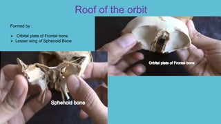 Roof of the orbit
Formed by :
 Orbital plate of Frontal bone
 Lesser wing of Sphenoid Bone
 