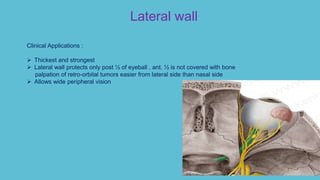 Clinical Applications :
 Thickest and strongest
 Lateral wall protects only post ½ of eyeball , ant. ½ is not covered with bone
palpation of retro-orbital tumors easier from lateral side than nasal side
 Allows wide peripheral vision
Lateral wall
 
