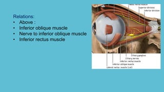 Relations:
• Above :
• Inferior oblique muscle
• Nerve to inferior oblique muscle
• Inferior rectus muscle
 