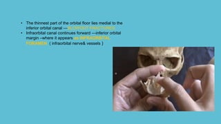• The thinnest part of the orbital floor lies medial to the
inferior orbital canal ---BLOWOUT FRACTURES
• Infraorbital canal continues forward ---inferior orbital
margin –where it appears as INFRAORBITAL
FORAMEN ( infraorbital nerve& vessels )
 