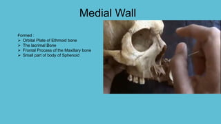 Medial Wall
Formed :
 Orbital Plate of Ethmoid bone
 The lacrimal Bone
 Frontal Process of the Maxillary bone
 Small part of body of Sphenoid
 