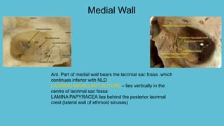 Medial Wall
Ant. Part of medial wall bears the lacrimal sac fossa ,which
continues inferior with NLD
LACRIMO-MAXILLARY SUTURE – lies vertically in the
centre of lacrimal sac fossa
LAMINA PAPYRACEA lies behind the posterior lacrimal
crest (lateral wall of ethmoid sinuses)
 
