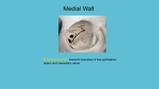 Medial Wall
Ethmoid foramen transmit branches of the ophthalmic
artery and nasocilary nerve
 