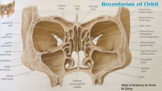Atlas of Anatomy by Anne
M Gilroy
 