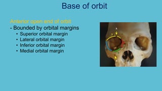 Anterior open end of orbit
- Bounded by orbital margins
• Superior orbital margin
• Lateral orbital margin
• Inferior orbital margin
• Medial orbital margin
Base of orbit
 