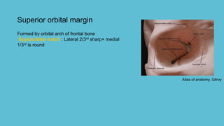 Superior orbital margin
Atlas of anatomy, Gilroy
Formed by orbital arch of frontal bone
Supraorbital notch : Lateral 2/3rd sharp+ medial
1/3rd is round
 