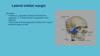 Lateral orbital margin
Strongest
• Formed by zygomatic process of frontal bone
superiorly & frontal process of zygomatic bone
inferiorly
• These meet at fronto-zygomatic sutures line of supra-
temporal aspect of orbit
 