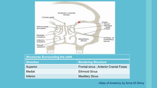 Direction Bordering Structure
Superior Frontal sinus , Anterior Cranial Fossa
Medial Ethmoid Sinus
Inferior Maxillary Sinus
Structures Surrounding the orbit
-Atlas of Anatomy by Anne M Gilroy
 