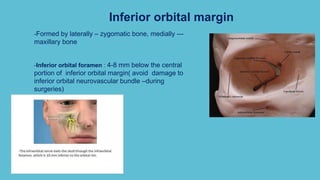 Inferior orbital margin
-Formed by laterally – zygomatic bone, medially ---
maxillary bone
-Inferior orbital foramen : 4-8 mm below the central
portion of inferior orbital margin( avoid damage to
inferior orbital neurovascular bundle –during
surgeries)
 