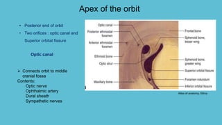 Apex of the orbit
• Posterior end of orbit
• Two orifices : optic canal and
Superior orbital fissure
Optic canal
 Connects orbit to middle
cranial fossa
Contents:
Optic nerve
Ophthalmic artery
Dural sheath
Sympathetic nerves
Atlas of anatomy, Gilroy
 