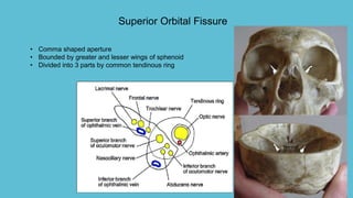 • Comma shaped aperture
• Bounded by greater and lesser wings of sphenoid
• Divided into 3 parts by common tendinous ring
Superior Orbital Fissure
 