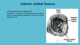 Inferior orbital fissure
Lies between floor and lateral wall
Transmits : Infraorbital nerve/Zygomaatic nerve/Orbital
branch of pterygopalatine ganglion / branch from inferior
ophthalmic vein
 