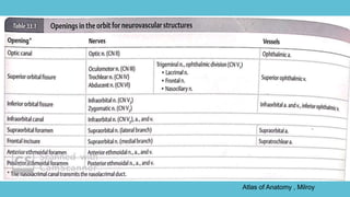 Atlas of Anatomy , Milroy
 
